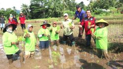 Tanam Serentak Padi Unggul, Pemkab Kuningan Dorong Pertanian Berkelanjutan dari Desa