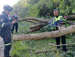 Pohon Sonokeling Tumbang di Caracas Kuningan, Lalu Lintas Sempat Dialihkan