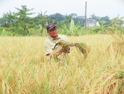 Dr. Wahyu Hidayah, Sosok di Balik Strategi “Petani Milenial Tangguh” Wakili Kuningan dalam Ajang PNS Berprestasi Jabar 2025