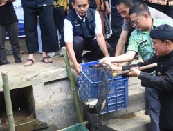 Program ‘Pasukan Paus’ Sukses, Bupati Kuningan Panen Perdana 2 Kuintal Nila di Cimahi