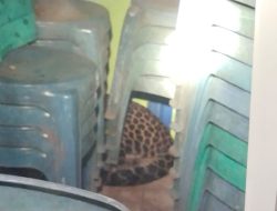 Macan Tutul Masuk Gudang Balai Desa Kutamandarakan, Warga Heboh