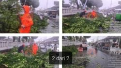 Pohon Tumbang Depan Pendopo Bupati Kuningan, Lalu Lintas Sempat Tersendat