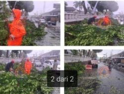 Pohon Tumbang Depan Pendopo Bupati Kuningan, Lalu Lintas Sempat Tersendat