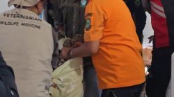 BKSDA Turun Tangan Evakuasi Macan Tutul Di Kuningan, Bupati : Akan Dipulihkan dan Dilepasliarkan