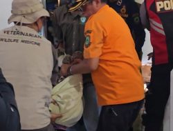 BKSDA Turun Tangan Evakuasi Macan Tutul Di Kuningan, Bupati : Akan Dipulihkan dan Dilepasliarkan