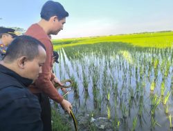 Targetkan 10 Ribu Ular, Strategi Indramayu Perangi Tikus Demi Panen Petani