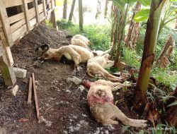 Misteri Serangan Macan Teror Warga Kuningan: Enam Kambing Mati Mendadak