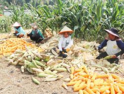 Panen Jagung Windusari: BUMDes Jadi Motor Ketahanan Pangan dan Agrowisata Desa