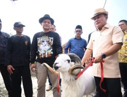 Bupati Kuningan Dukung Domba Garut Asal Kuningan di Piala Presiden