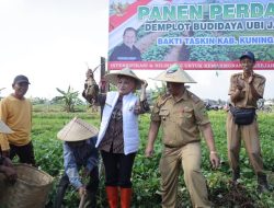 Kuningan Panen Perdana Ubi Jalar, Bunda Ela Didapuk Jadi “Bunda Ketapang”