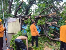 Polsek Lemahwungkuk Bergerak Cepat Evakuasi Pohon Tumbang yang Timpa Warung di Jalan Kalijaga