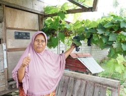 Reforma Agraria di Desa Duyu: Anggur Harapan yang Tumbuh Pasca Gempa