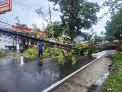 Pohon Tumbang Lumpuhkan Jalur Kuningan-Cirebon, Tim Gabungan Gerak Cepat Atasi Dampak