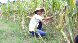 Reforma Agraria Desa Soso Blitar: Tanah Kembali ke Rakyat, Lahirkan Generasi Petani Muda Kreatif