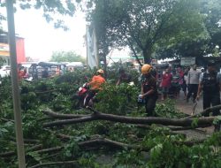 Polisi Bersihkan Ranting Pohon Patah Saat CFD di Bima