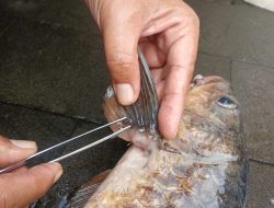 Ikan Dewa di Balong Girang Cigugur Mati Massal, Serangan Parasit dan Faktor Lingkungan Jadi Pemicu