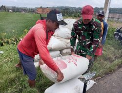 Hasil Panen Terserap! Petani Azim Jual 2 Ton Gabah ke Bulog Dibantu Babinsa