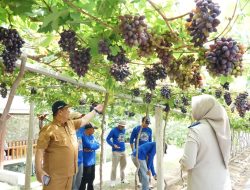 Reforma Agraria Berhasil, Kampung Duyu Transformasi Dari Bencana Jadi Sentra Anggur