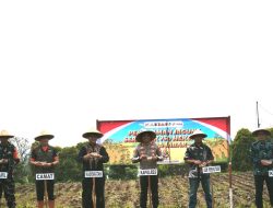 Kuningan Tanam Jagung di 27 Lokasi Seluas 22,5 Hektare