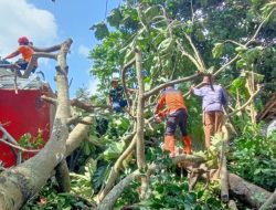 Waspada Cuaca Ekstrem! BPBD Kuningan Imbau Pangkas/Tebang Pohon Berisiko Tumbang