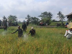 Bersama Petani, Diskatan Kuningan Kendalikan Penyakit Tungro di Desa Cikaso