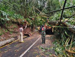 Hujan Kencang Gulung Pohon di Luragung-Kuningan, Babinsa Ajak Berbagai Pihak Buka Jalan