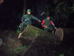 Babinsa dan Polhut Tangkap Truk Muatan Kayu Sono Keling di Kuningan, Pelaku Melarikan Diri