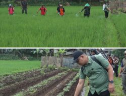Kepala Diskatan Kuningan Pimpin Gerdal OPT, Tanggapi Keluhan Petani Terhadap Serangan Hama dan Penyakit