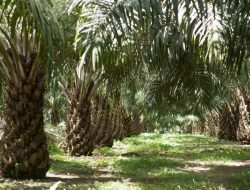 Meskipun Dilarang, 7.543 Pohon Sawit Tertanam di 15 Desa Kuningan