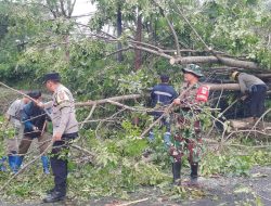 Pohon Kedondong Tumbang, Warga Ancaran Tertimpa Saat Istirahat Ditepi Jalan