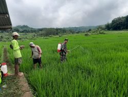 Petani Sukamukti Bersama Babinsa dan PPL Tanggapi Ancaman Hama Sawah
