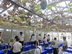 Mandiri di Balik Jeruji: Panen Raya Melon di Lapas Kuningan Jadi Bukti Keberhasilan Pembinaan