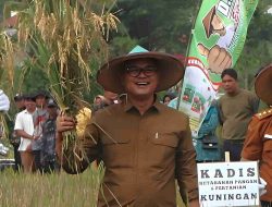 Kuningan Tutup Maret dengan 78% Panen Padi, Jadi Penyangga Pasokan Beras Nasional