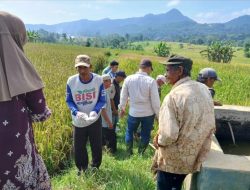 Respons Cepat Hama Tikus, Rodentisida Dikirim Langsung ke Desa Cikadu