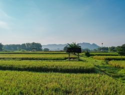Wujudkan Swasembada Pangan, ATR/BPN Perkuat 3 Kebijakan Perlindungan Lahan Sawah