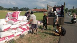 Pastikan Harga Terjaga, Babinsa Dampingi Penyerapan Gabah 3,3 Ton di Mekarjaya