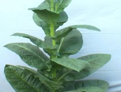 Liong dan Genjah Lilin Resmi Tercatat, Kuningan Kini Miliki 4 Varietas Tembakau Nasional