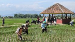 Hadapi Musim Kemarau, Diskatan Kuningan Optimalkan Proteksi Tanaman Padi