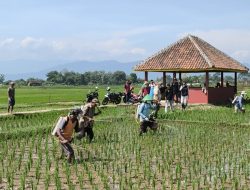 Hadapi Musim Kemarau, Diskatan Kuningan Optimalkan Proteksi Tanaman Padi