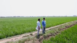 Jaga Ketahanan Pangan, Pemerintah Tegaskan Pengawasan Ketat Alih Fungsi Lahan
