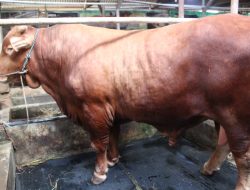 Limousin Raksasa Asal Cilaja: Sapi Bernilai Lebih Rp100 Juta Pilihan Presiden untuk Masyarakat Kuningan