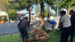 Maknai Idul Adha: Uniku Potong 8 Hewan Kurban, Wujud Kepedulian dan Kebersamaan Kampus
