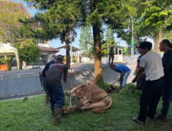 Maknai Idul Adha: Uniku Potong 8 Hewan Kurban, Wujud Kepedulian dan Kebersamaan Kampus