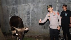 Sapi Kurban dari Kapolri Tiba di Kebonbaru, Kapolres Cirebon Kota Lakukan Pengecekan