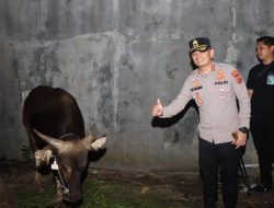 Sapi Kurban dari Kapolri Tiba di Kebonbaru, Kapolres Cirebon Kota Lakukan Pengecekan