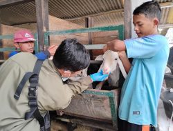 DKP3 Majalengka Terjunkan Petugas ke 26 Kecamatan, Pastikan Kesehatan Hewan Kurban