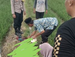 Jasad Sopir Ditemukan Tergeletak di Sawah