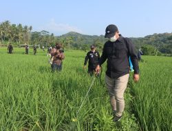 Prestasi Luar Biasa! Kuningan Jadi Contoh Nasional Pengendalian Hama Padi Terbaik!