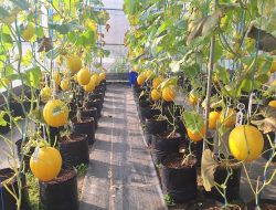 Lahan Terbatas Hasil Melon Berkualitas, Lapas Kuningan Buktikan Pembinaan Berhasil