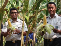 Optimalisasi Lahan SAE: Lapas Kuningan Panen 1 Kuintal Jagung dan Ratusan Butir Telur Ayam